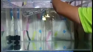 TAMANG PAG ACCLIMATE NANG FLOWERHORN FISH