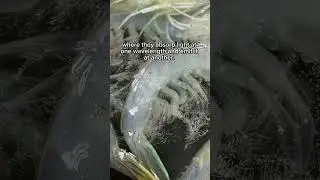 Ever wondered why some shrimp tails have that magical, fluorescent glow? 🤔✨ #shrimpfarming #music