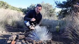 Mauna Kea silversword - Big Island Hawaii