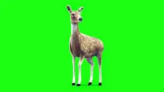 Green Screen Animated Animals || Animated Deer For Video Effects || Chroma Key