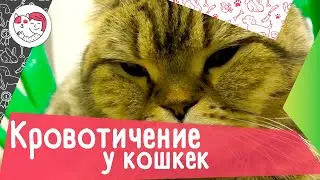 4 вопроса про кровотечения у кошек