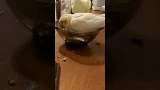 Папугай Чипик и шелуха от семичек))))))