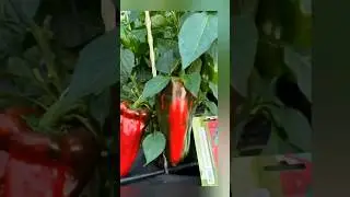 Дарим скидку 20% ко дню ДАЧНИКА! #семенамаркет #семена #деньдачника#дача#скидка#огород#хештег