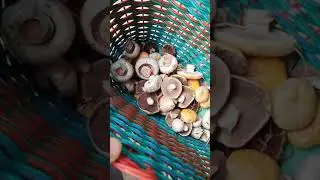 Насобирал немного грибов на жарёху