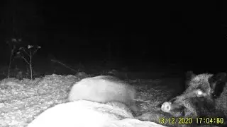 Wild boars on the feeder. Hunting and fishing. Photo hunting. Issue 