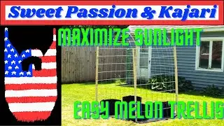 Best Melon Growth and Trellis Location