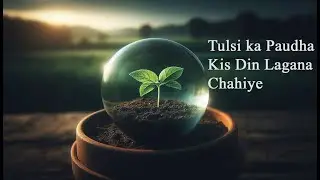 Tulsi ka Paudha Kis Din Lagana Chahiye | घर में तुलसी का पौधा कब और कहाँ लगाना चाहिए।