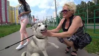 ХАСКИ ПОРВАЛА РОТ ДЕВУШКЕ! Игры и прогулка с хаски!