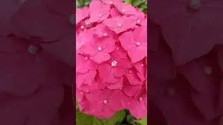Гортензия крупнолистная «Рижская сказка»