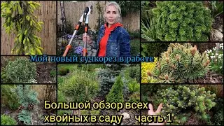 A big overview of my conifers, part 1. My new pruning shears. Rockery. Pines, firs, spruces, arbo...
