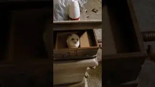Creepy old jewelry box, crazy what's inside #youtubeshorts #creepy #old