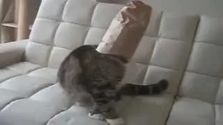 Кошки ржака *))