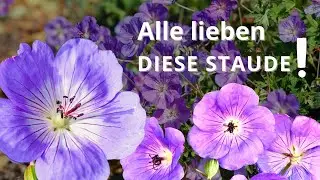 Diese Pflanze ist ein Geheimtipp!