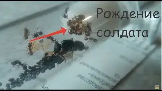 Появление нового солдата. Max Ant.
