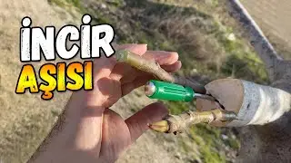 İncir Aşısı Nasıl Yapılır? Yarma Aşı