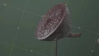 Fig rotating with loop on green screen for chroma key