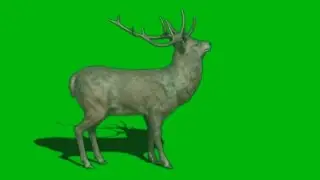 Green screen videos. copyright free video.Deer  With sound. Deer HD video. Deer green screen video..