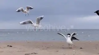 Seagulls and Ravens Taking Off From a Sandy Seabeach For Pieces of Bread in Slo-Mo