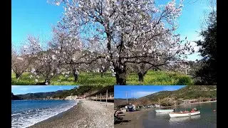 Datça Günlüğü - 31 Ocak - Kış Ortasında Bahar - Datça Badem Çiçeği Festivali 15-16-17-18 Şubat