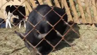 How much meat does a Vietnamese pig produce?