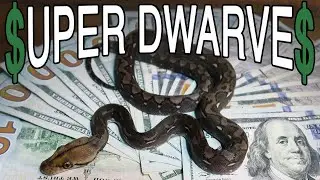 How Much DOES a Super Dwarf Retic Cost?