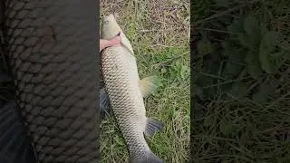 Первый пошёл.... не крупный ну всё же...