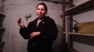 яйценоскость перепелов и температурный режим