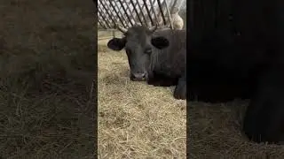 Первый Козленок в этом году родился. Животные отдыхают на улице.