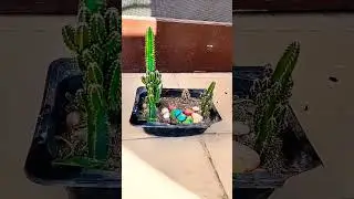 #shortvideo #shorts #viralshorts #shortsfeed