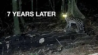 The Margays Return! First Sighting in the Jungle After 7 Years