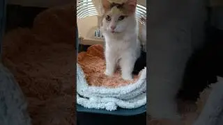 Лорик кролик.Поехали на МРТ.