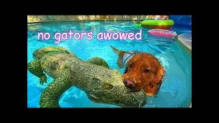 I Made My Dogs a Backyard Waterpark! 🌊