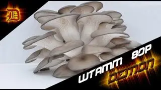 самые вкусные грибы (из культивированных) штамм 80P