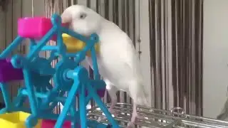 Попугай играется с мельницей