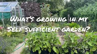 Self Sufficiency! What’s growing in my garden?
