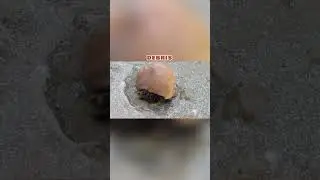HERMIT CRAB. 
