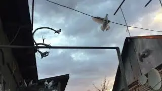 #Pigeons