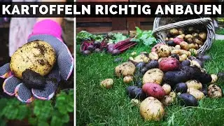 Kartoffeln anbauen im Garten - Kartoffeln pflanzen und planen - Tipps