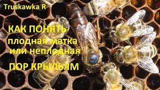 #Пчёлы. Учимся различать плодных и неплодных маток. По расположению крыльев.