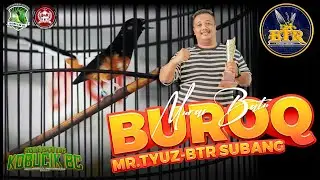 SANG JAWARA DI KELAS KOBUCIK, MURAI BATU BUROQ BERHASIL TUNJUKAN KUALITAS