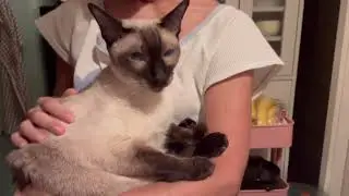 Siamese cat Quinn. Purring cat.