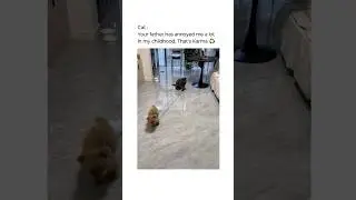 It's time to take Revenge 😂 #shorts #cat #dog