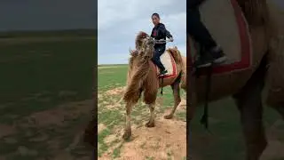 Монгольские верблюды в Калмыкии