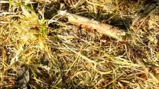 Rote Waldameisen im Wald - Ameisenstraße