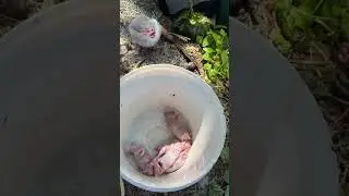 Vietnamese in Cambodia eat snakes, lizards, and rats