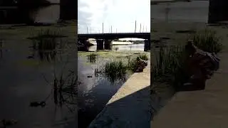 Йошкар-Ола, Гоголевский мост, р. малая Кокшага, ути...🦆🦆🦆🦆