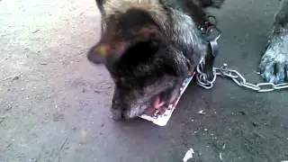 Собаки сладкое не любят!