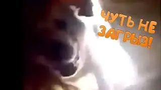 ЗАЛЕЗ В БУДКУ К СОБАКЕ | ЖЕСТЬ