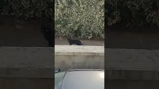 чёрный кот удивлённо смотрит на меня/the black cat looks at me in surprise