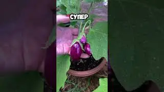 ПЯТНА НА БАКЛАЖАНАХ Чем обработать и не прогадать